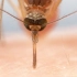 蚊子如何用六根针刺破你的血液