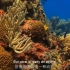 保护珊瑚礁（完整）