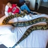 因为新冠病毒 所以我要和我的巨蛇在酒店隔离几天