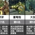 【怪物猎人】14种武器人气排行(日网投票)