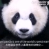 【点燃好奇心 双语看世界】小探险家英语百科之熊猫