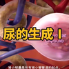 【3D医学动画】尿的生成