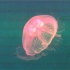 辛夷VLOG4#周末去海洋世界看水母