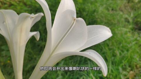 百合的种植方法和适应气候 42cbc8adf85ba8bb14f6185f9d407a42685d7239.jpg@480w_270h_1c