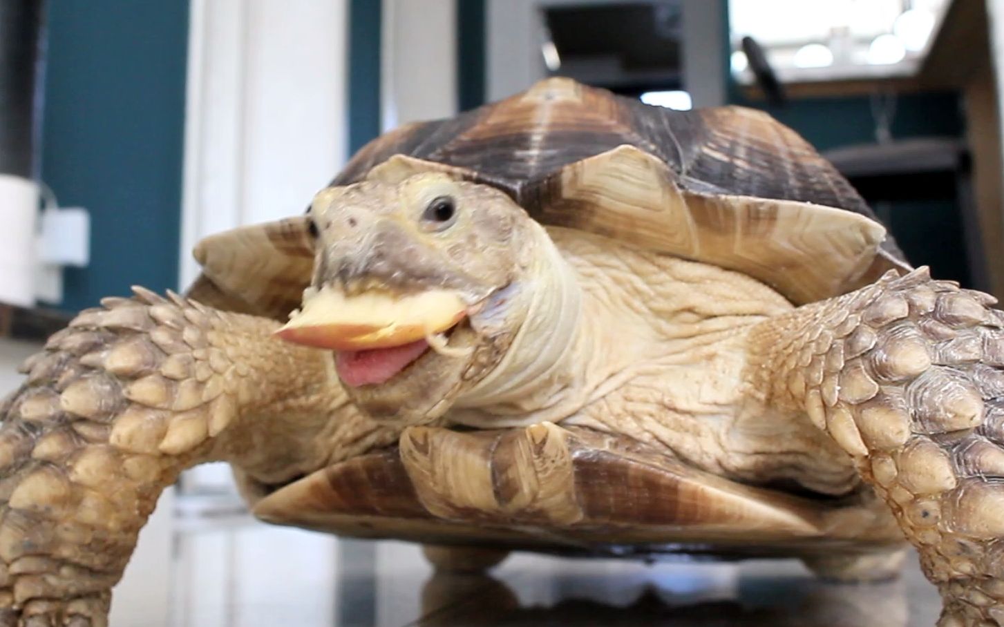 【陆龟】看看我养了八年的苏卡达陆龟！