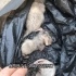 【流浪猫】三只刚出生的小奶猫被装在垃圾袋里扔掉，有两只已经死了