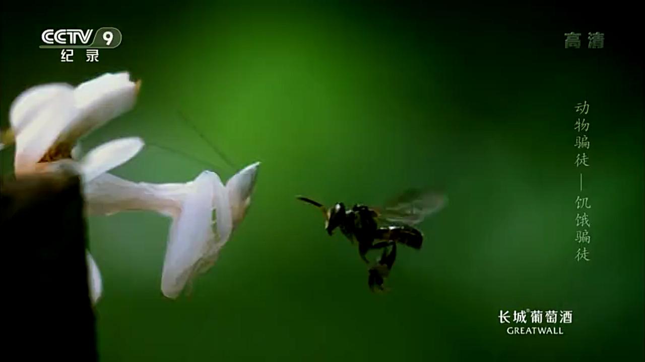 【精彩片段】兰花螳螂竟比花朵本身更吸引昆虫？怎么做到的啊？