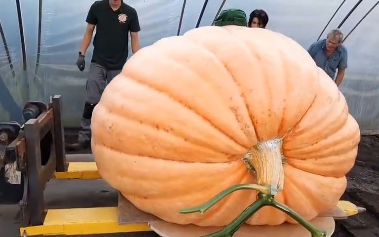 【生物短片科普】基因突变-航空育种1271斤巨型南瓜的生长记录