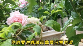 如何修剪月季老桩 42f41ddc745a291315c7b4531d17dabf08f77cc3.jpg@280w_158h_1c_100q.jpg