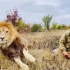 狮子“苏丹”第一次听到手机铃声，它被吓到了
