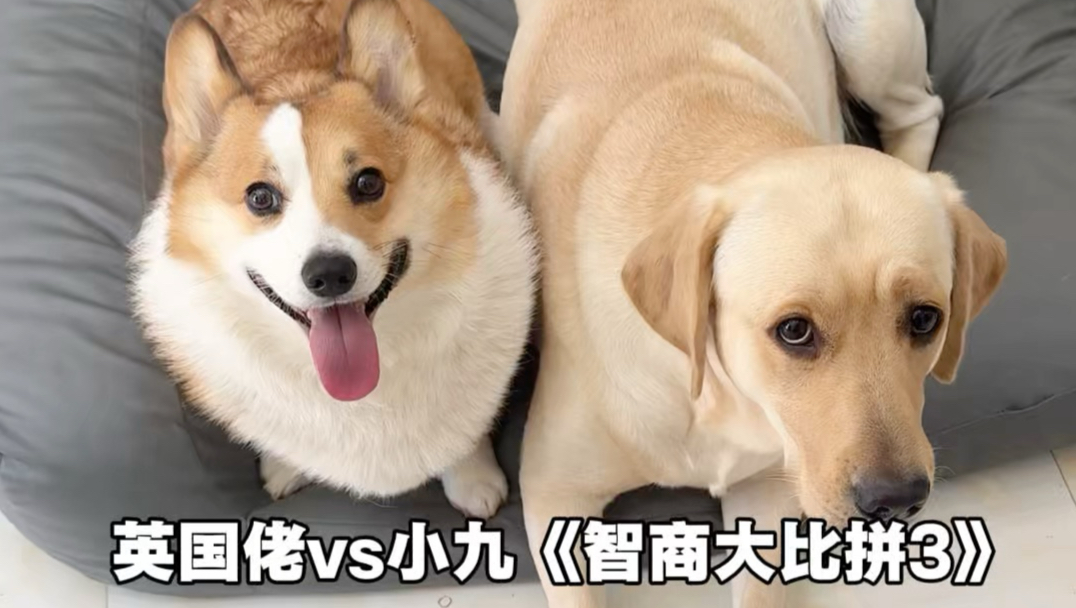 英国佬vs小九《智商大比拼3》