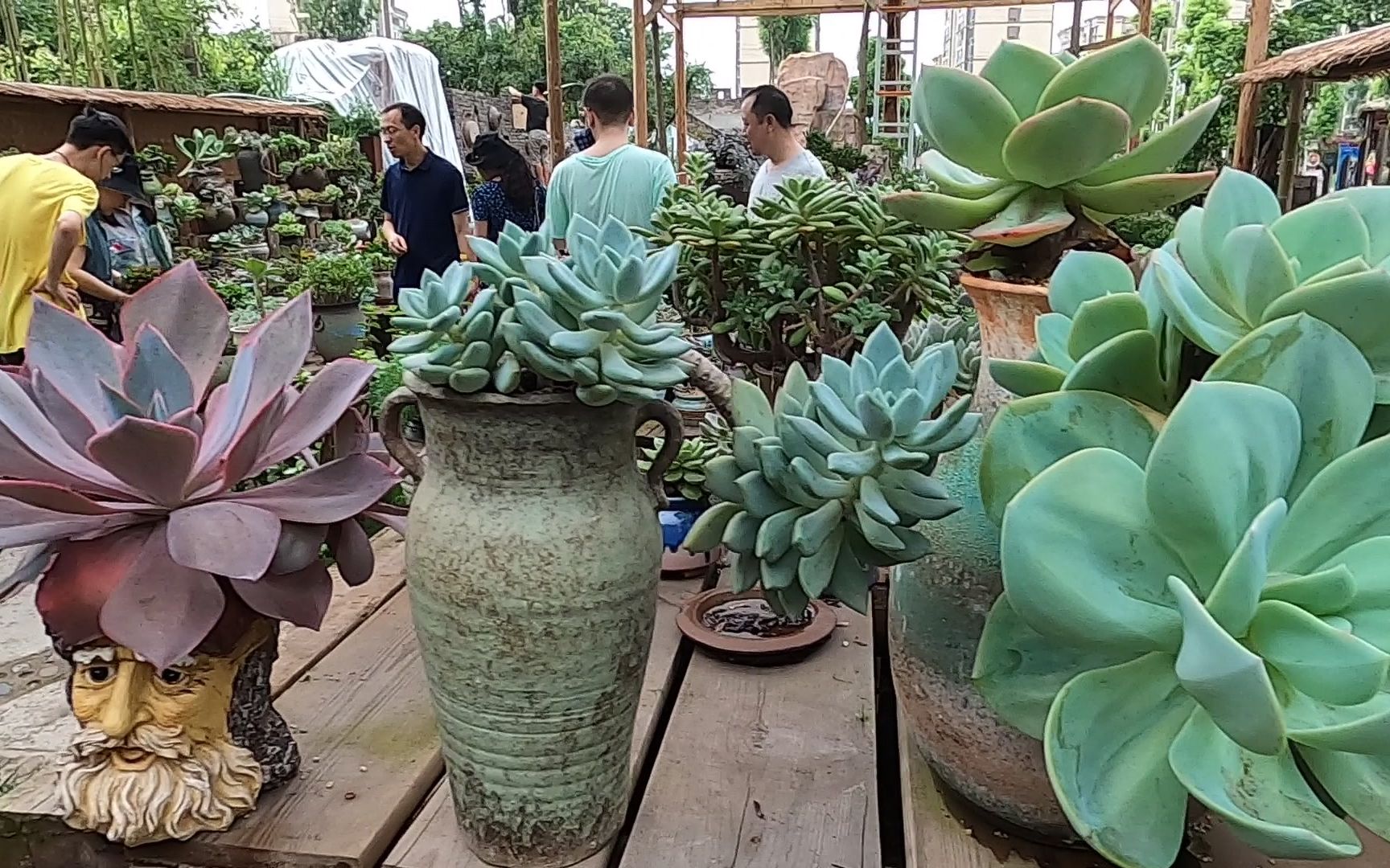 陈家桥花鸟市场 多肉就100余种 园艺盆栽多肉种植的朋友看过来 哔哩哔哩 つロ干杯 Bilibili