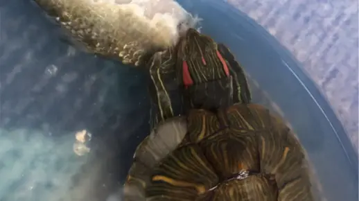 乌龟吃鱼，一点不含糊！