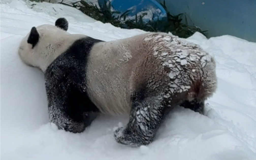 正经不到三秒，又让人笑出鹅叫。#大熊猫灵岩 #下雪就得这样玩 #当小动物们遇到雪 @栾川竹海野生动物园