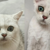 银渐层猫剃毛一个月的变化