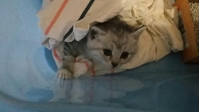 43451cc438fd815f1993c1c545f43e6380f429f0.jpg@280w_158h_1c_100q.jpg