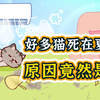 猫咪到底需要剃毛吗？为此我们采访了许多猫
