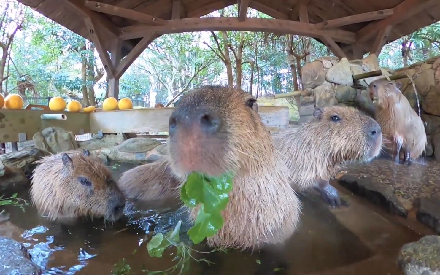 水豚 来点好吃的野菜 哔哩哔哩 つロ干杯 Bilibili