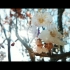【及时赏春】拍花朵时运镜是否更好看？请欣赏视频！