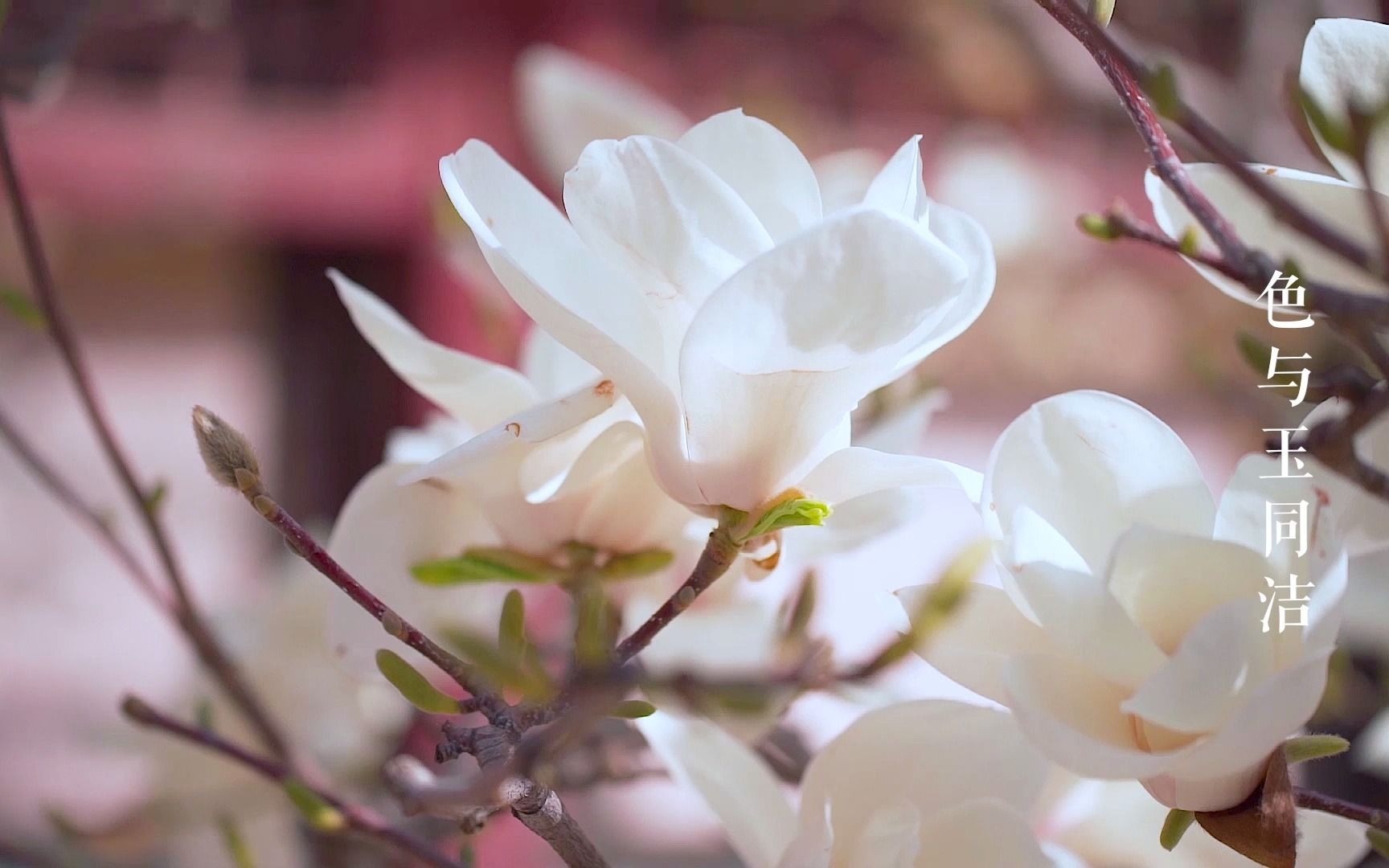 紫禁寻芳·玉兰