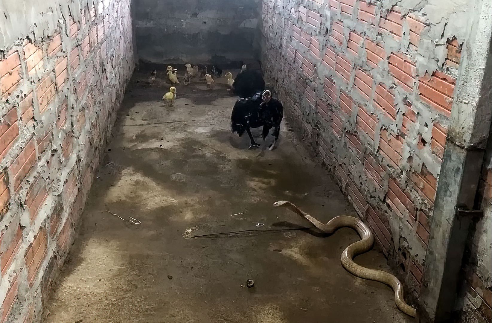 好念头高品质可生食黑鸡蛋活动来了，你们赶紧来薅！