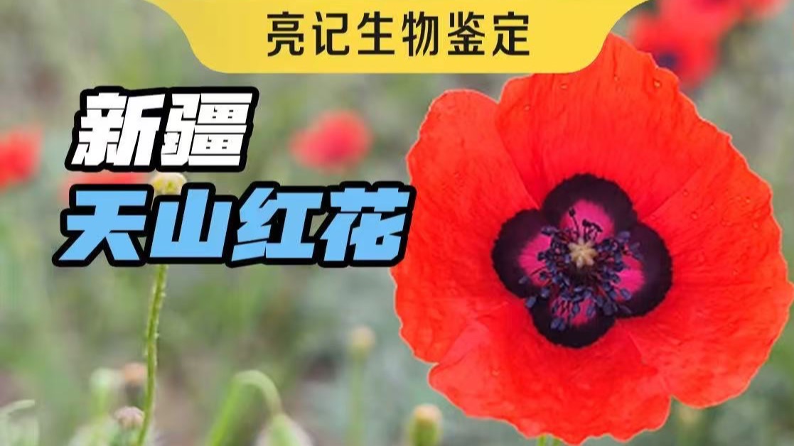 可以放心欣赏的新疆野生罂粟花海（做不了毒品那种）