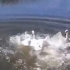 战斗民族的鹅！俄罗斯男子游泳遭天鹅围攻