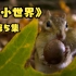 小小世界 第一季 05集 | 一口气能干三碗饭的小花栗鼠【4K中配版】