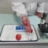 中考实验--用显微镜观察番茄果肉细胞