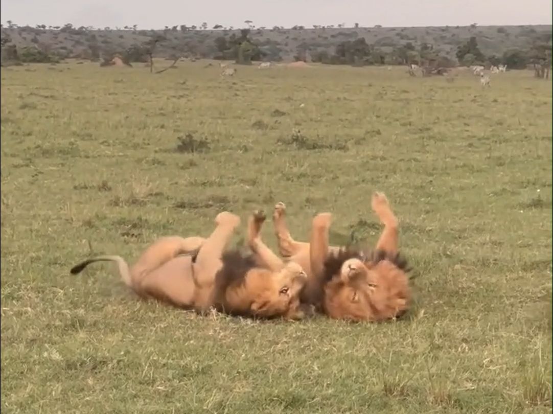 两只雄狮在草原碰面，还以为会有什么霸气高能场面...这明明就是两只大猫咪！