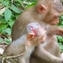 秃毛猴受伤！头皮被撕掉一块，后背和嘴唇也有伤