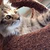 西伯利亚森林猫｜烤太阳的小猫咪