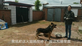 怎么教狗狗不吃外面的东西 4403842b2d952dbbdc50e9ebd242caa049296a24.jpg@280w_158h_1c_100q.jpg