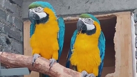 442c0a15ef4764596f10de628d6bb502f0b6c0bb.jpg@280w_158h_1c_100q.jpg