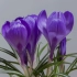 a vase filled with purple flowers (@adege/pixabay) 必应壁纸