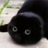 【黑猫】煤球圆滚滚