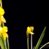 【延时摄影】水仙花绽放延时摄影Daffodil (Narcissus) Timelapse