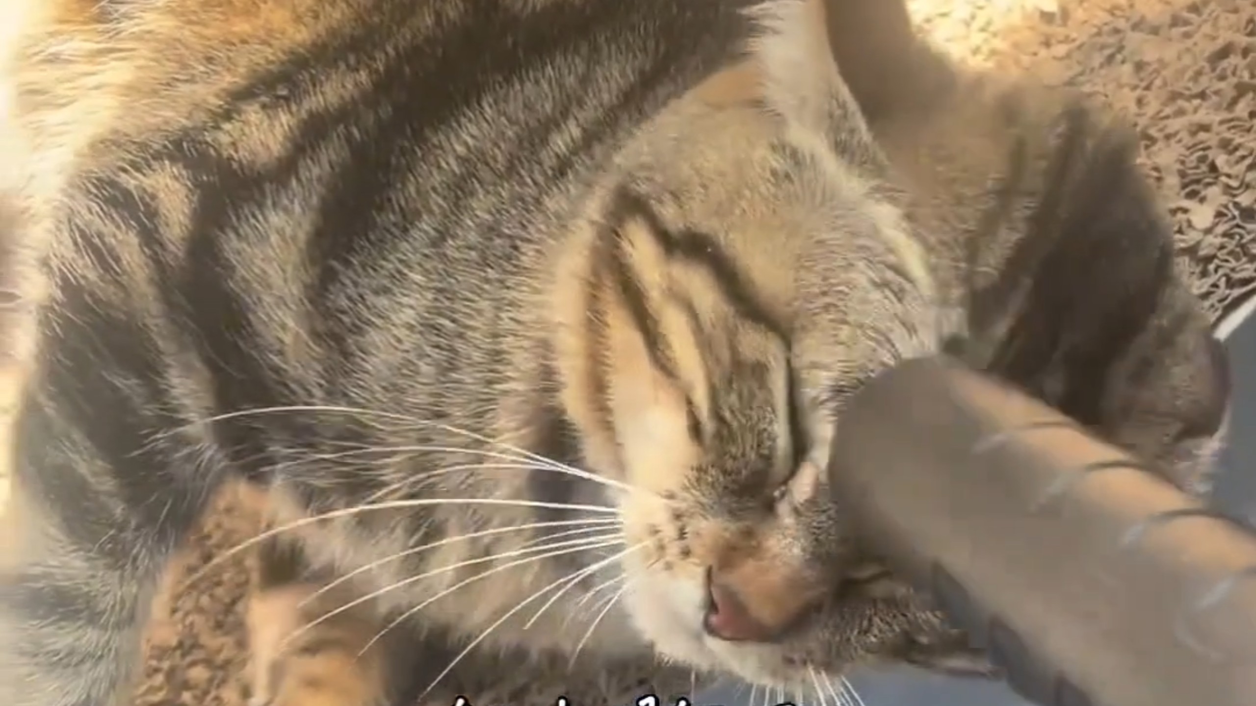 每次除毛，小猫都非常配合