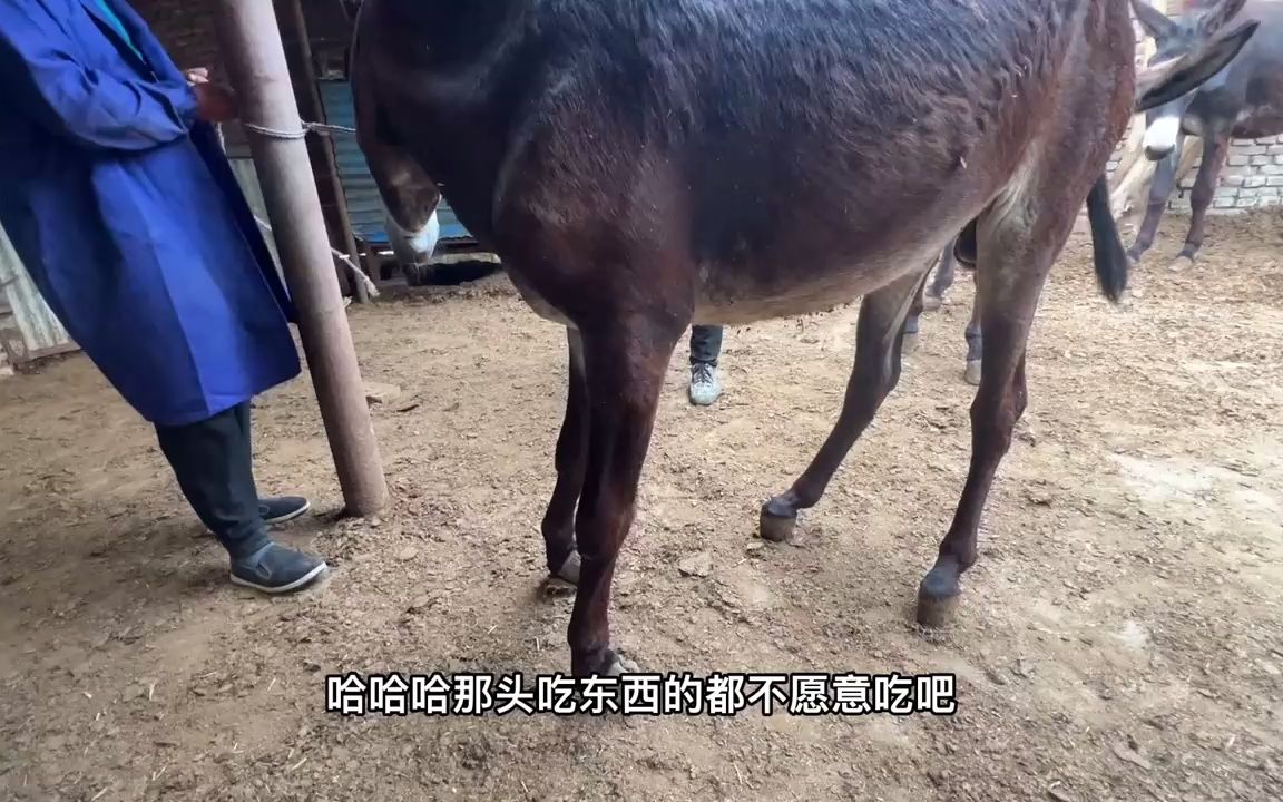 3400元买一头判了死刑的栽蹄驴,经师傅修整它解脱了