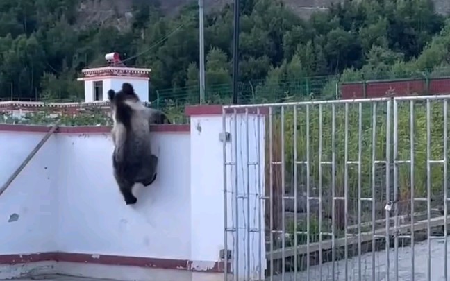 高原棕熊进村翻墙，比猴子还灵巧