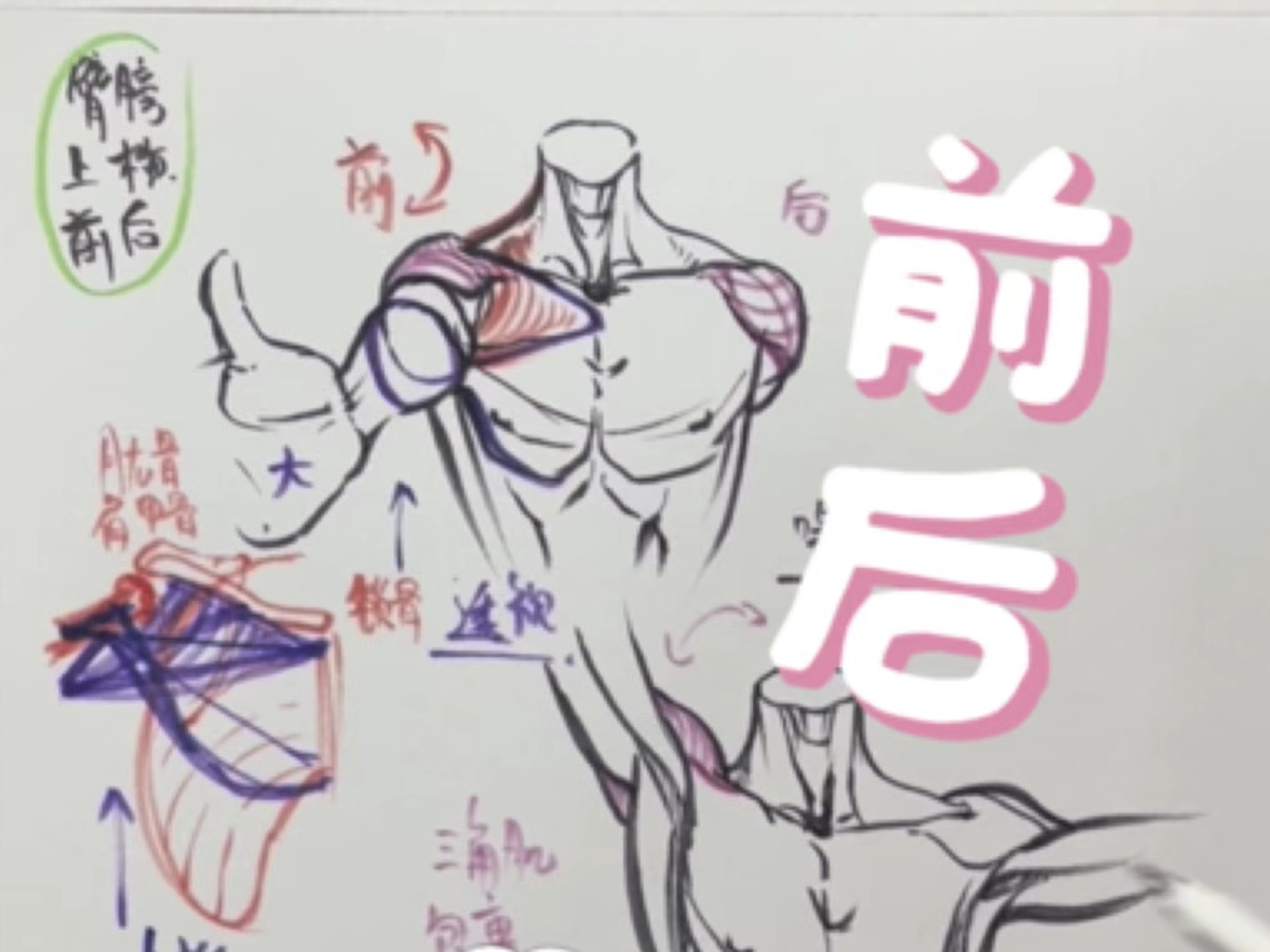 手臂的动态讲解来啦☜