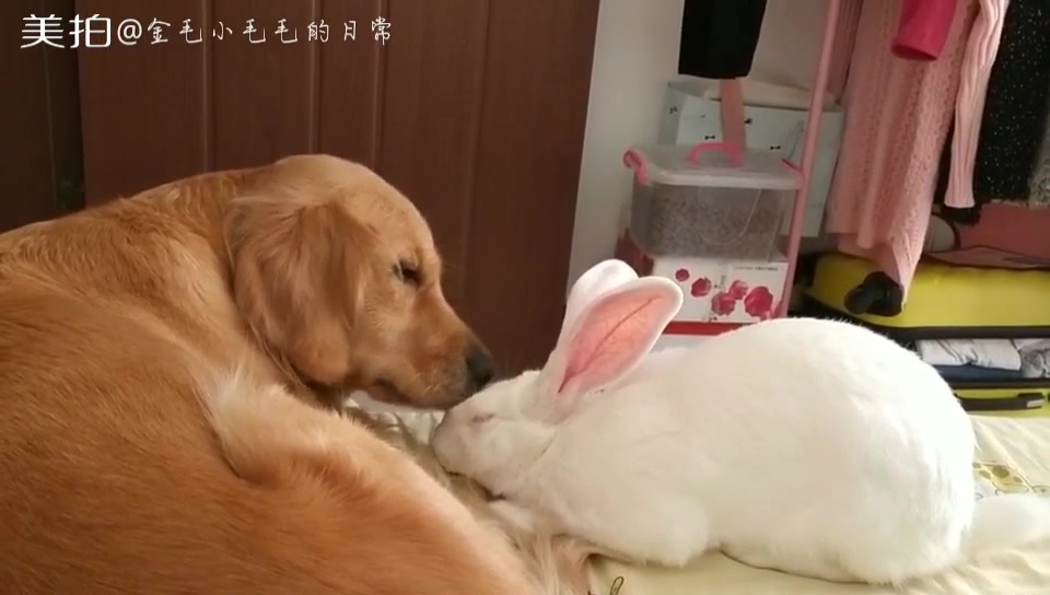 狗狗和兔子也可以这么有爱_哔哩哔哩)つロ 干杯-bilibili