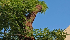 44596aae1a01f65b77b402cc8c45c6c207fd4715.jpg@280w_158h_1c_100q.jpg