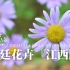 宫廷花卉『江西腊』，就是翠菊呀【天冬博物日志】【去看植物吧】