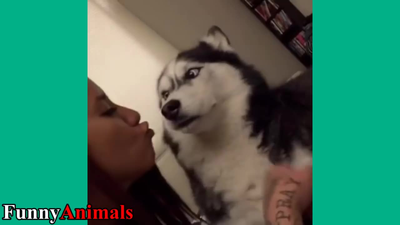 非常有趣的猫猫和狗狗的搞笑视频,笨汪星人简直能把自己蠢死!视频