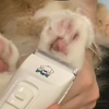 小家伙还挺配合！猫咪剃脚毛