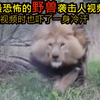 五个最恐怖的野兽袭击人类实拍，版主做视频时候也吓了一身冷汗
