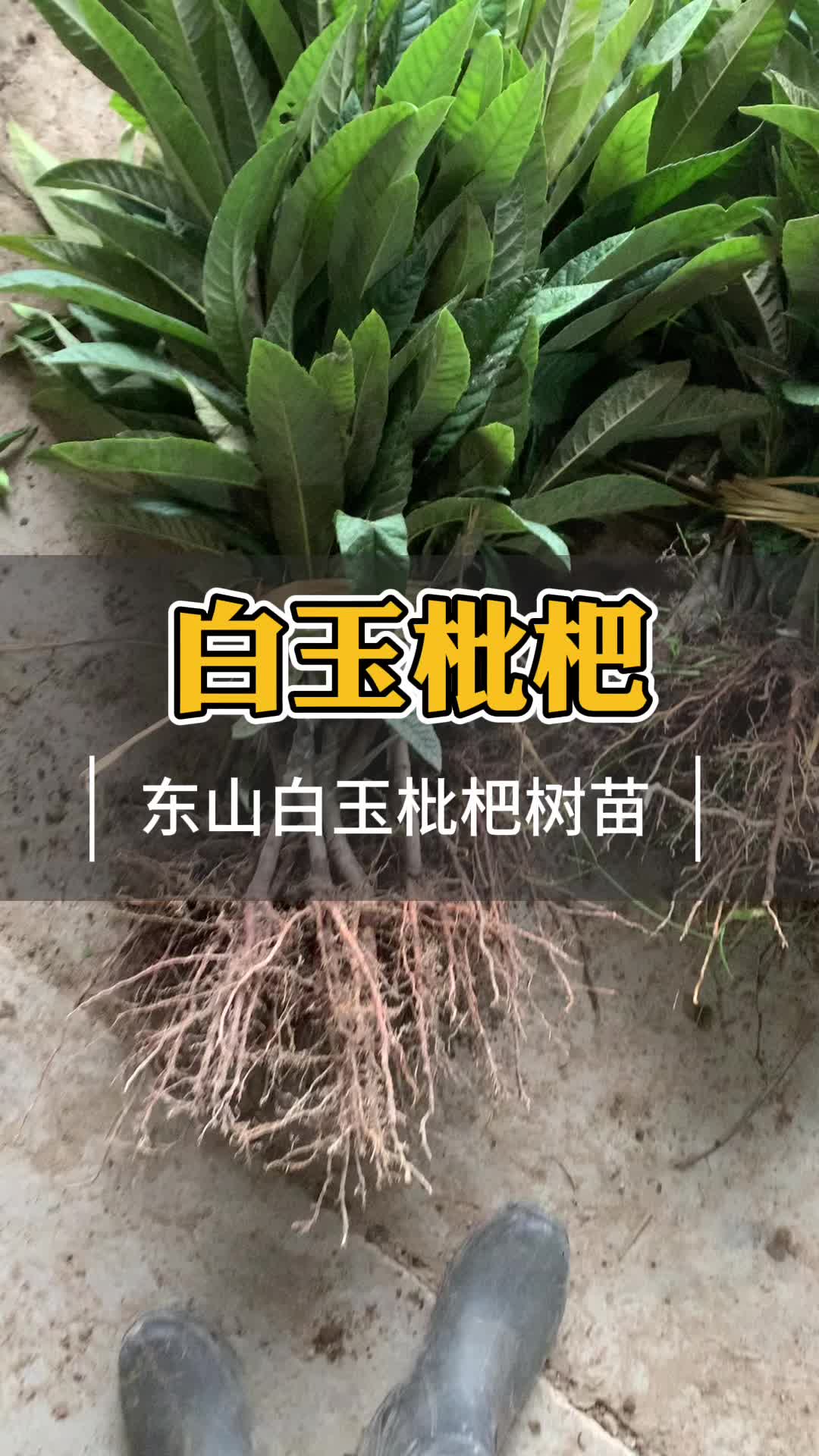 都是白枇杷白玉枇杷和白沙枇杷什么区别