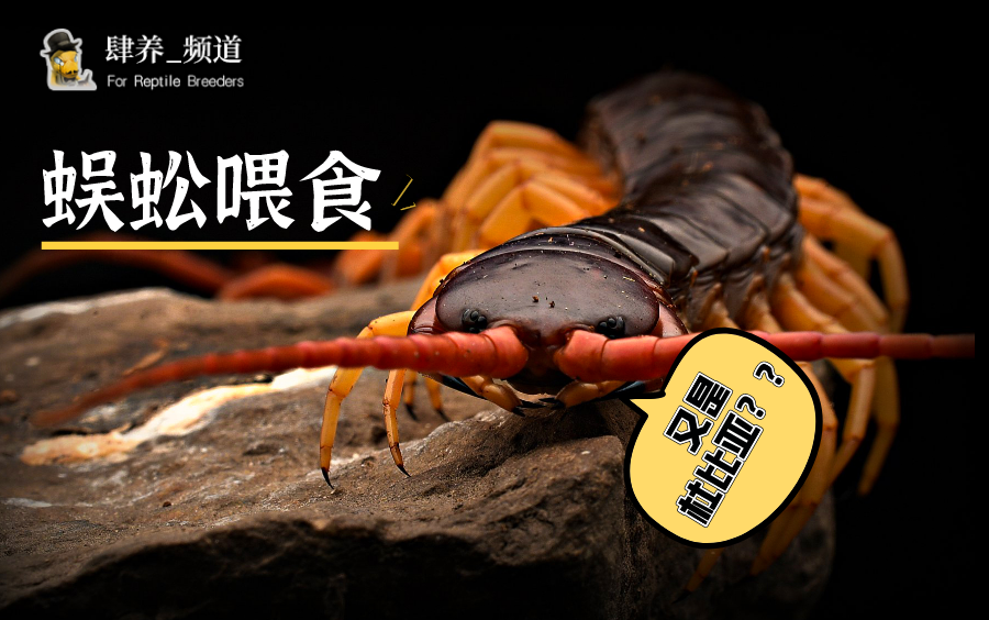 【肆养_频道】喂食一只叫〝暗黑破坏神〞的蜈蚣，国外节肢类大佬的VLOG视频