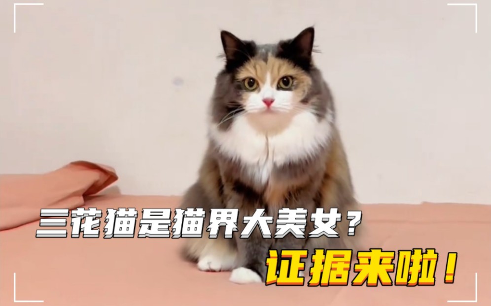 都说三花猫是猫界大美女,今天总算找到证据了!哔哩哔哩bilibili